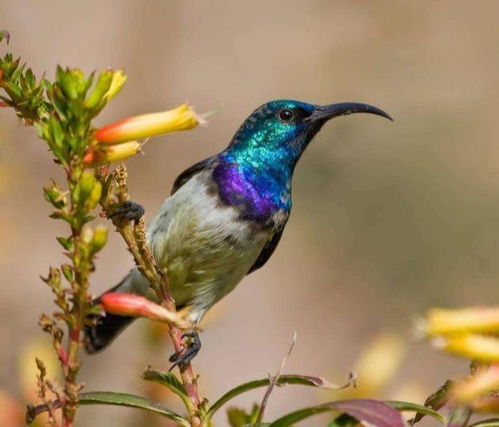 店铺适合养鸟吗？这地儿风水对鸟儿友好吗？