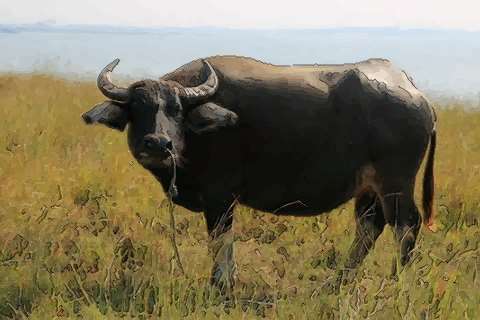 1997年属牛的人2026年运势如何，哪几个月份运势较好？