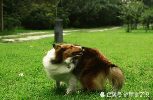 二、 十二生肖中耳较长之主角：兔子及其象征意义