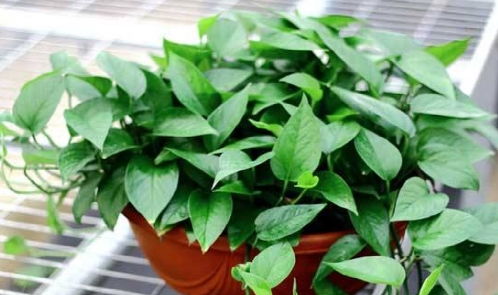 2.1 黄金葛与绿萝：净化空气与增添生机