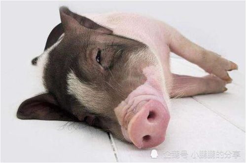 属猪女生午时出生是否会影响其命运吉凶？