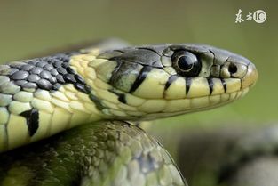 今年木蛇应佩戴何种饰物，有何寓意？