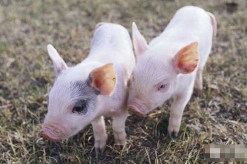 猪日对属猪的人是否有利？猪日对属猪人的运势有何影响？