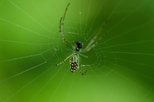 蜘蛛结网：多重象征解读