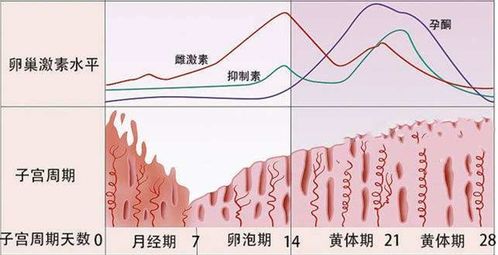 第一关：啥是雌激素和孕激素？