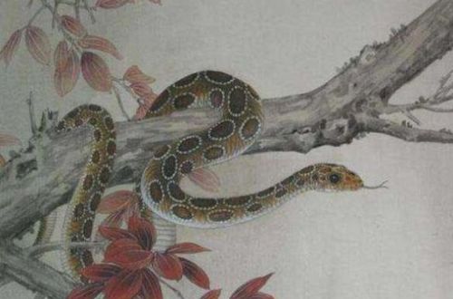 农历十月份属蛇人命运十蛇九苦或十蛇九富究竟意味着什么？