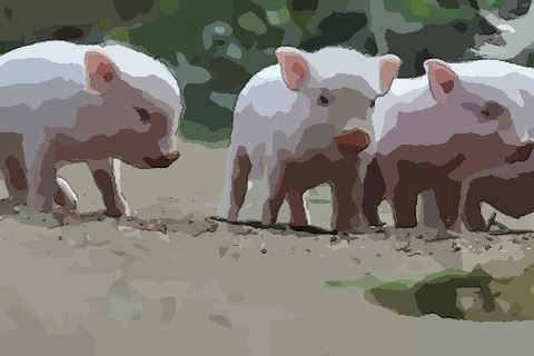 大海水命猪与路旁土命羊，木蛇配土羊，这三种命理结合会怎样呢？