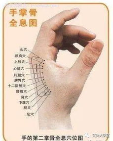 理论框架——摸骨术的基本概念与分类体系