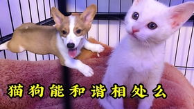 震惊！夫妻宫紫微天府的人找对象竟然要这样？！