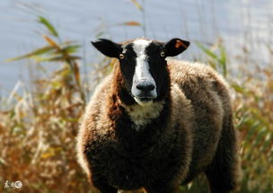 2026年属羊女朋友财运如何，送属羊礼物有何寓意？