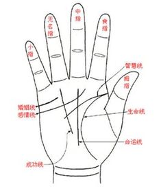 一、 生命线：根基与体魄之象