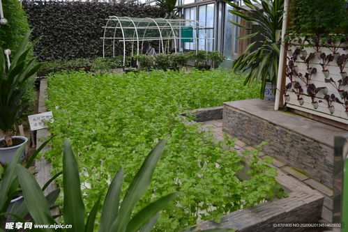 三、 适宜植物的选择与属性阐释