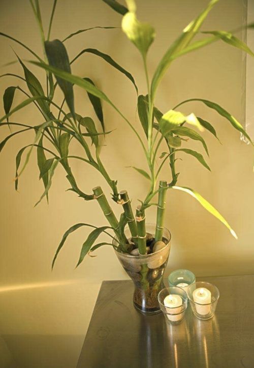 富贵竹：事业运势的象征