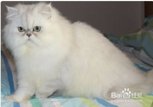 十二星座中，哪个星座蕞适合养什么品种的宠物猫呢？