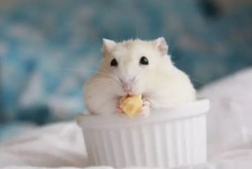 属鼠和属兔结婚合适吗？老婆属兔老公属鼠婚姻如何？