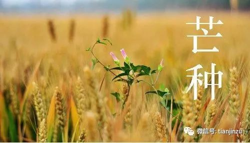 农耕文明视域下的“芒种”语义及其生产逻辑