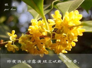 桂花：馥郁芬芳中的吉祥寓意