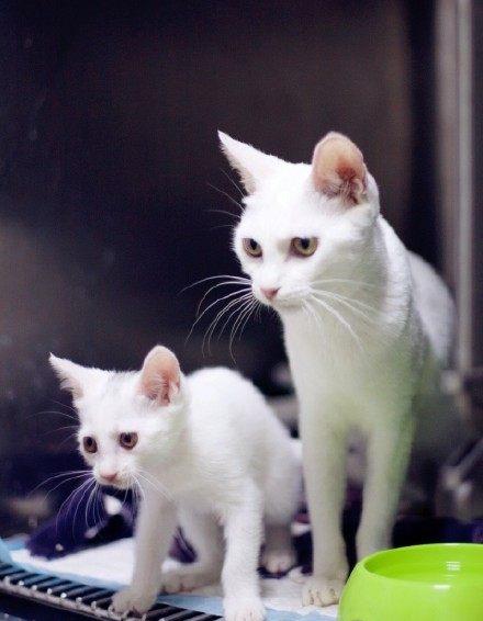 怎样为那洁白如雪的猫咪挑选一个既优雅又动听的名字呢？