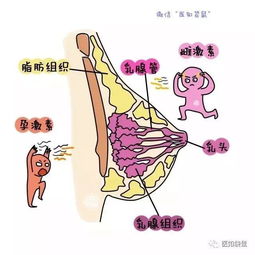 3. 阴道细胞学涂片：间接留意