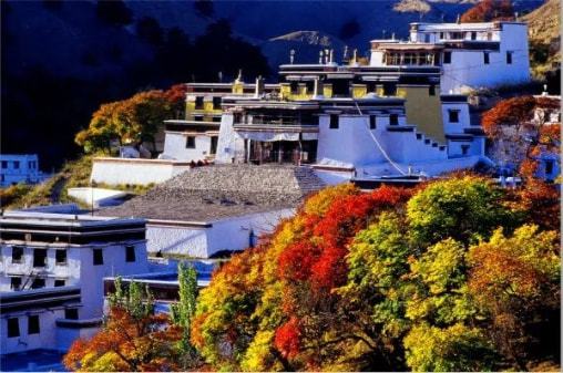 实地体验感受 - 志愿者 vs 收费导游对比表
