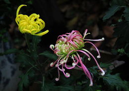 如何从花取名大全中挑选一个优雅的花名？