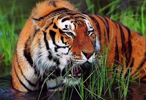 虎宝宝取名11笔瑞字配字，如何挑选最佳字搭配？