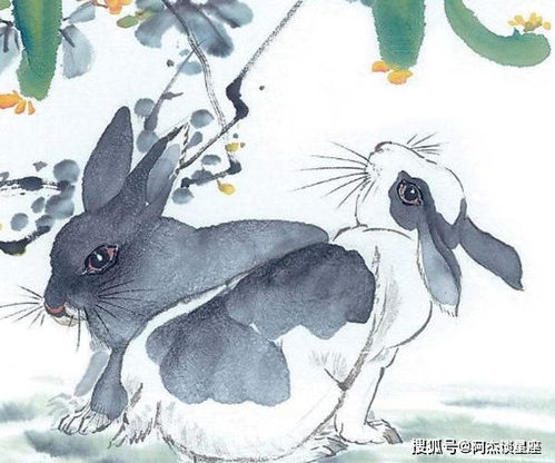 1987年属兔女性性格特点是否意味着她们性格软弱？