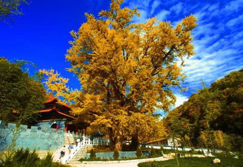 #艺术装置# 与当地创客合作计划