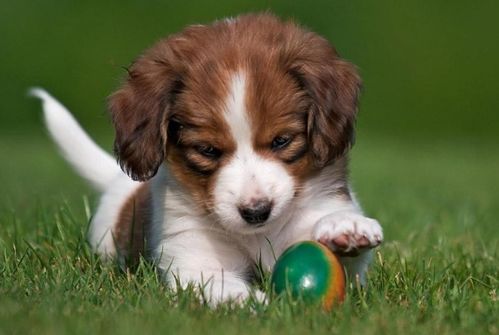 2026年82年属狗人的运势及运程具体如何？