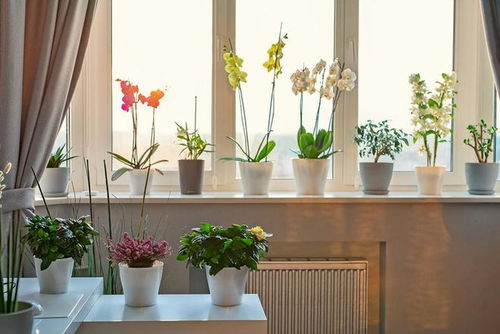 4. 净化空间范围并提升整体气场之传统方式佳品——水仙花（Narcissus）