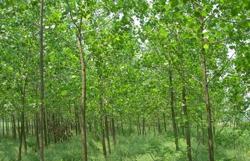 三、 养护管理中的关键要素与风险防控