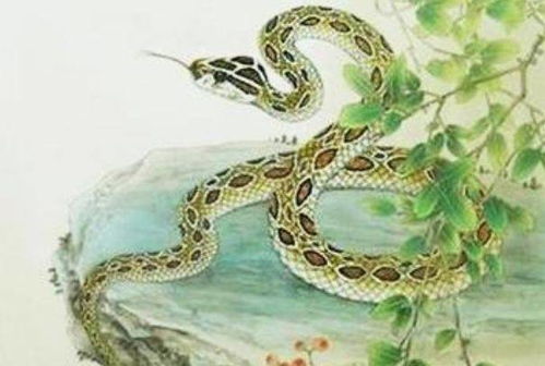 二、  木蛇人性格特质与行为模式的深度剖析