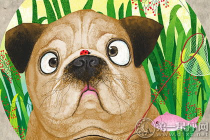 生肖狗：忠诚与执着的修正