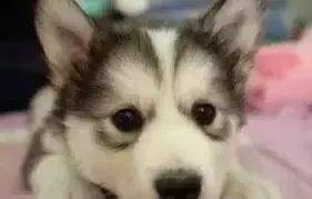 养狗风水讲究有哪些？白狗在风水上有什么特殊说法？