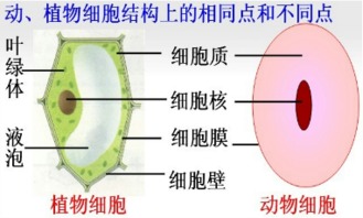 一、  舌头的形态特征及其象征意义