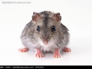 “素英”， 清新脱俗的意境