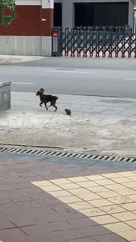 被老鼠追咬，难道预示着什么不幸即将发生？