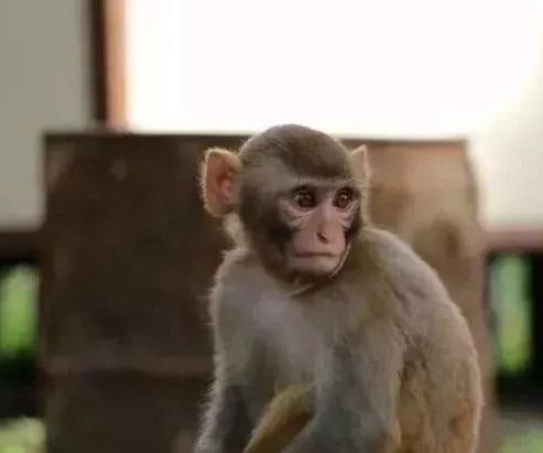 5. 猴（聪慧却浮躁）