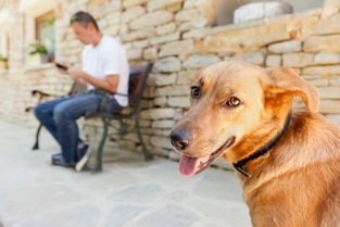 82年的狗大海水命是否适合养殖业？