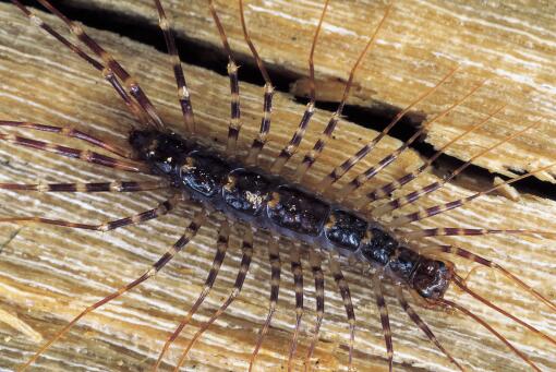 家里风水房里怎么会有蜈蚣出现呢？