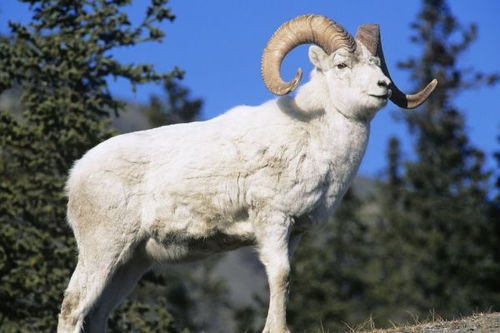 2026年属羊财运如何，命理分析具体是什么？