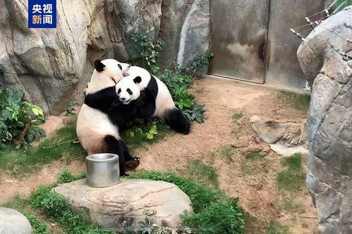 2.1 音律与意义双沉重考量