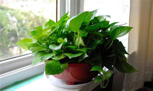 植物摆放有哪些风水讲究？