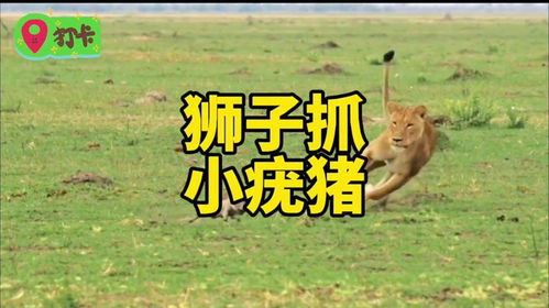 社会生态中的现实反思：共生与冲突的困境