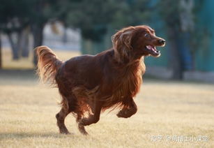 三、 犬形象在中国绘画史中的渊源及演变