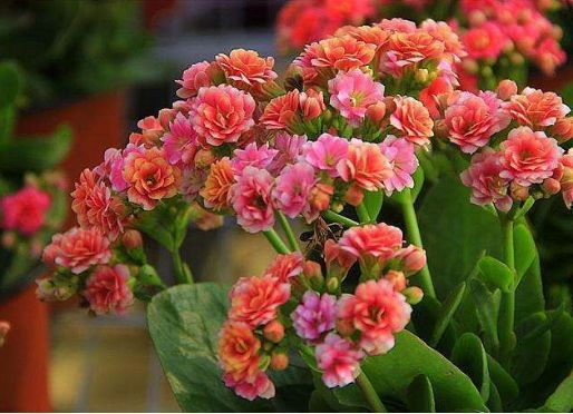 5. 长寿花：健康长寿之愿