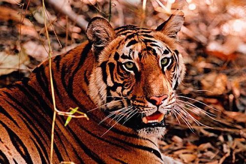 2026年属虎人的小人属相和生肖分别是什么？