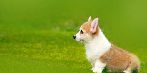 2026年属狗的人种什么植物最旺运？