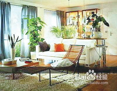 装饰品与植物的选择：营造吉祥氛围