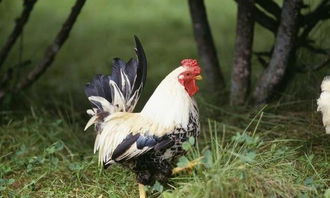 兔年属鸡女的爱情运势如何？属鸡女的转运招财物件是什么？